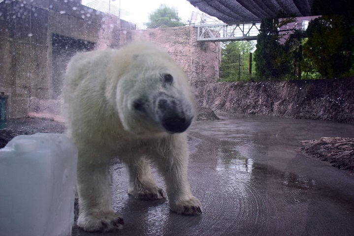 豪雨の日曜日にポロロの奏でる遊びのファンタジー_a0151913_2228345.jpg