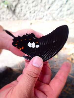 式根島のアゲハチョウ モンキアゲハ カラスアゲハ アオスジアゲハ ナミアゲハ 世話要らずの庭