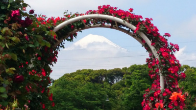 いつも富士山に…_b0147522_13543542.jpg