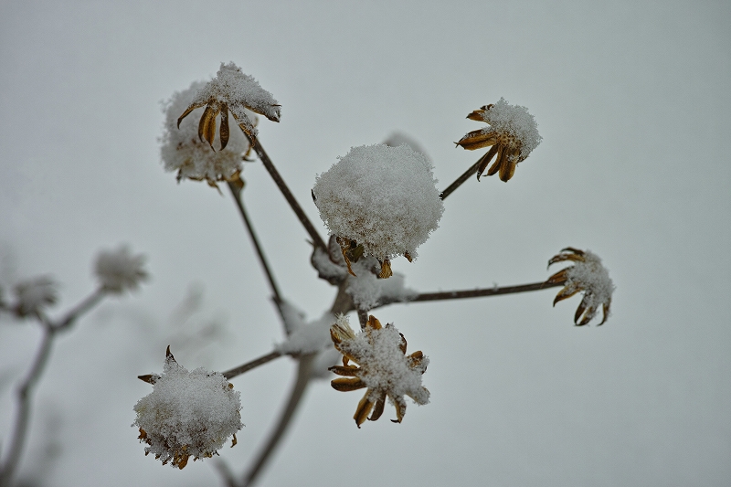 初雪　2014_b0338222_22152461.jpg