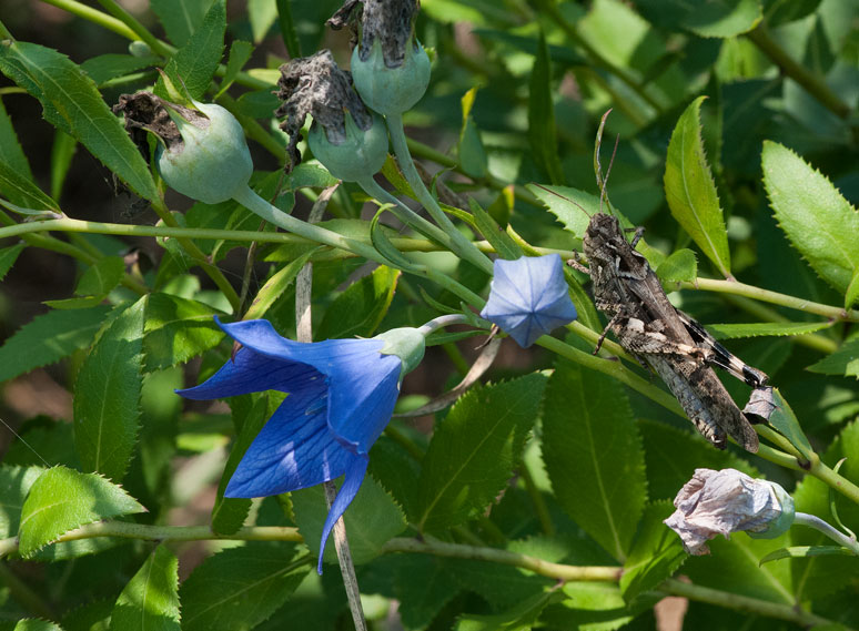 オオセイボウを待つ間（メスグロヒョウモン雌ほか）in2014.08.03②_a0126632_1924612.jpg