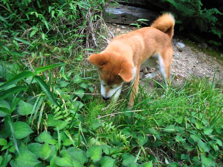 姉犬おさちはおこりんぼう_b0207632_21451379.jpg