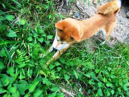 姉犬おさちはおこりんぼう_b0207632_21501118.jpg