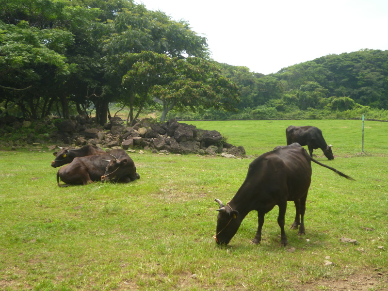 肉牛の飼育に未来を。_c0326333_10232247.jpg