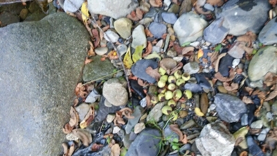 c0267235_13392611.jpg