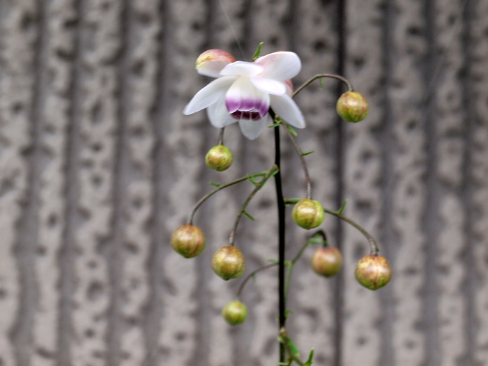 レンゲショウマ 蓮華升麻 時々の花 レンゲショウマ 蓮華升麻 時々の花