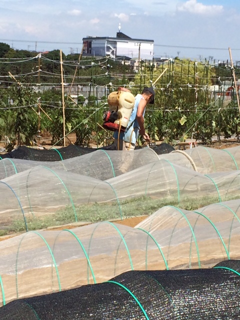 今朝は　Ｔさん＆Ｙさん＆Ｏさん＆Ｓさん（元気になりました）＆飯田の５名　総動員草刈り＆収穫_c0222448_15450316.jpg