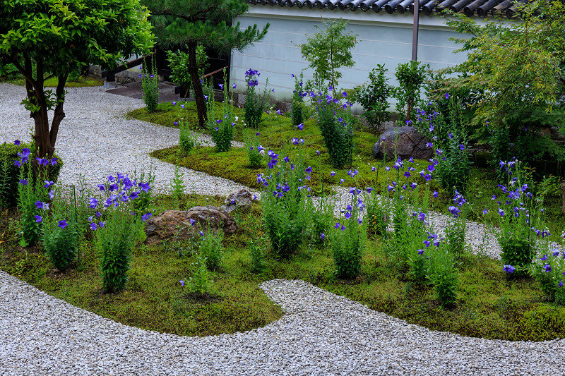 桔梗咲く庭（廬山寺）_f0155048_21244923.jpg