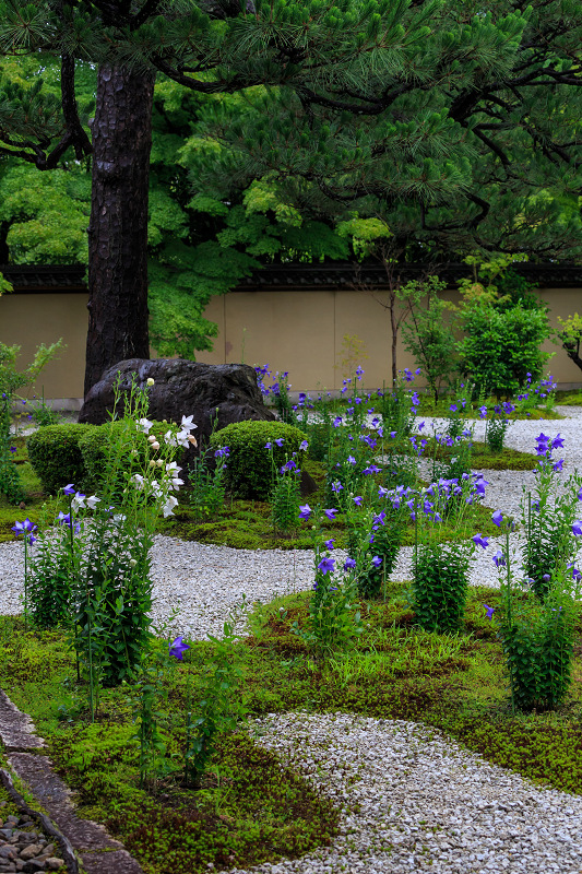 桔梗咲く庭（廬山寺）_f0155048_21281153.jpg