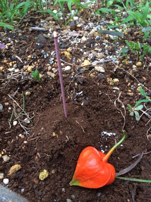 紫陽花のリースの続きと、最近の多肉の様子_f0324550_20352799.jpg