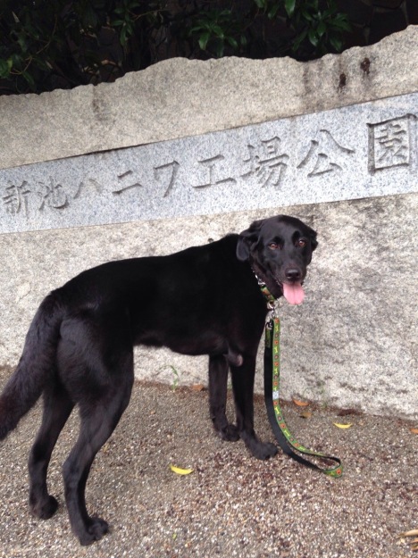 古代の犬と現代の犬_f0337250_16402679.jpg