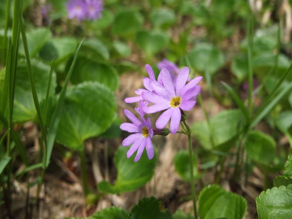 白山で出会った花々6_f0207955_16594479.jpg