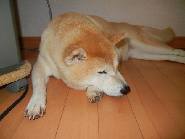 ’14,8,3(日)興津の海は人がいっぱい!_f0060461_1133466.jpg