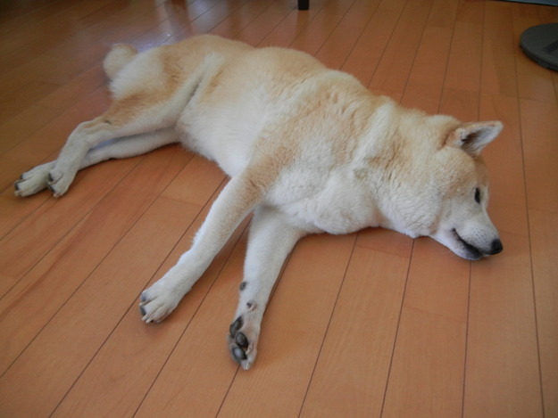 ’14,8,3(日)興津の海は人がいっぱい!_f0060461_1192575.jpg