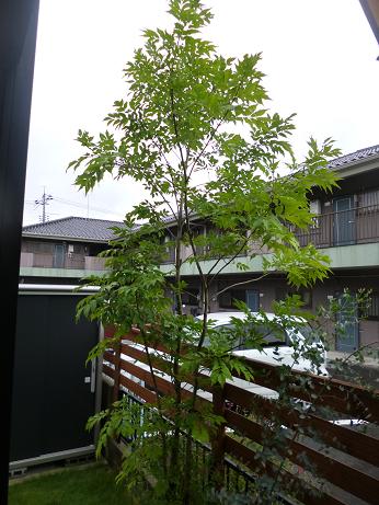 無比。。特大の極上アオダモ。 無比。。特大の極上アオダモ。