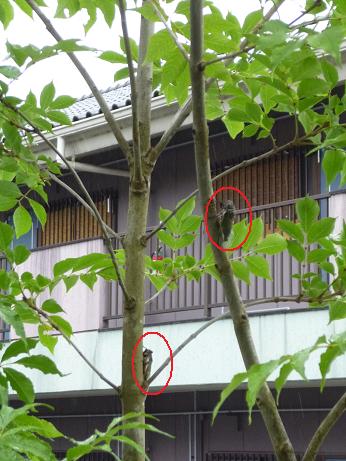 アオダモとセミ : enjoy life to the full 人生を楽しく過ごす