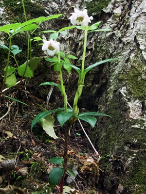 f0083977_1246729.jpg
