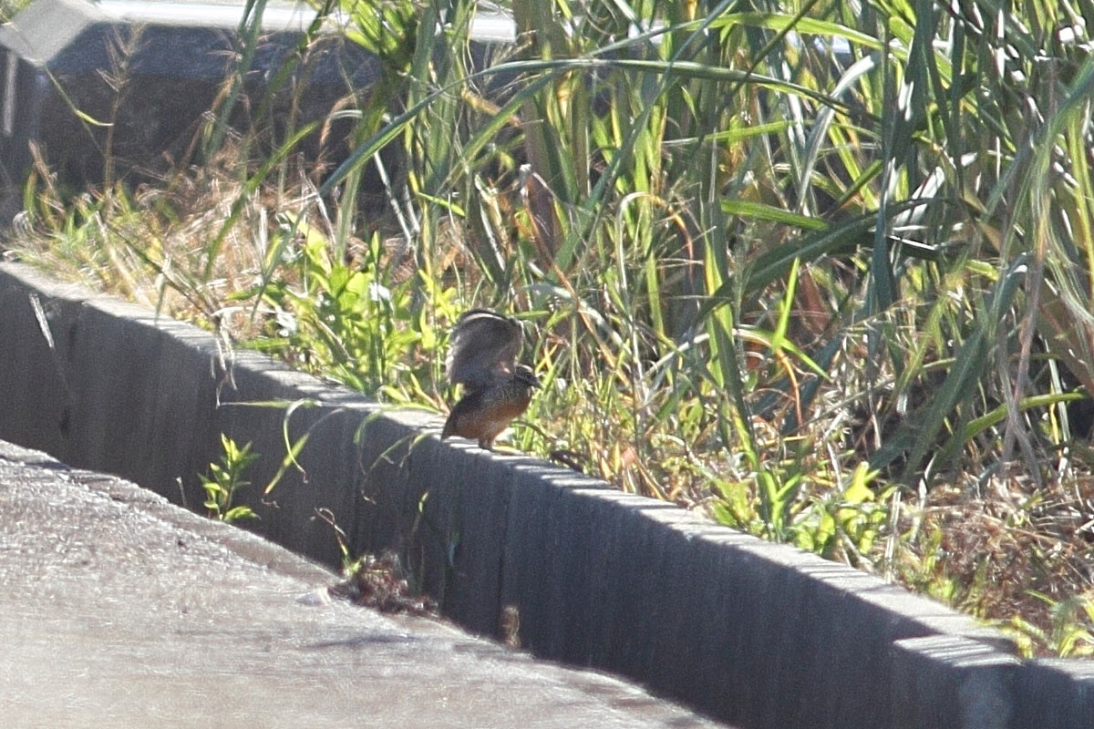 宮古島　　ミフウズラ_a0052080_21375088.jpg