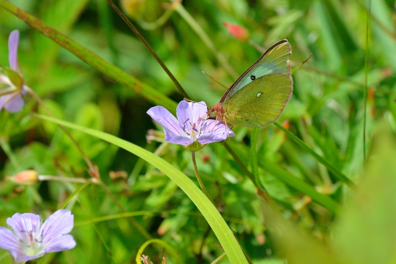 東信の高山蝶2（ミヤマモンキチョウ:2014/7/29）_f0031682_10283023.jpg