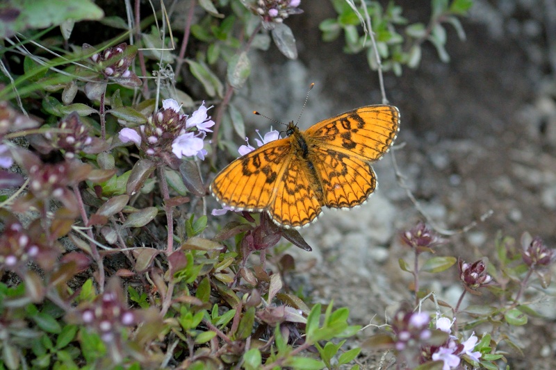 東信の高山蝶2（ミヤマモンキチョウ:2014/7/29）_f0031682_10283792.jpg