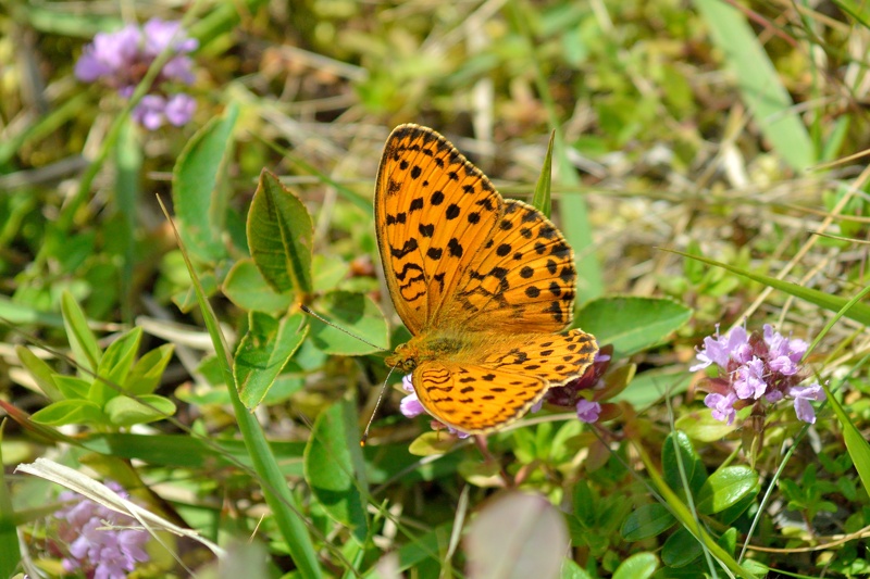 東信の高山蝶2（ミヤマモンキチョウ:2014/7/29）_f0031682_10284282.jpg