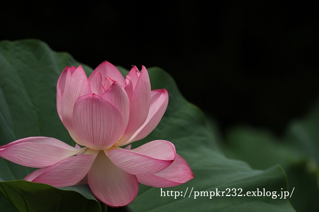 f0200594_16111414.png