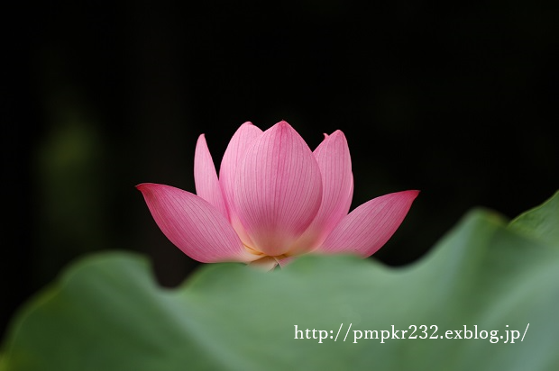 f0200594_16113341.png