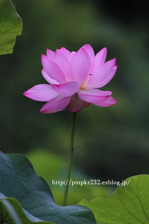 f0200594_1612639.png