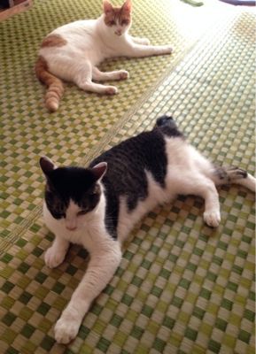 夏猫_d0122797_1444154.jpg