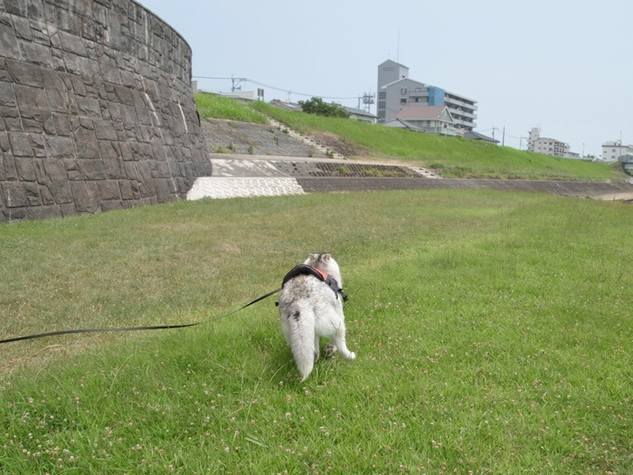 大淀川とたわむれて　(^o^)_c0049299_2224144.jpg