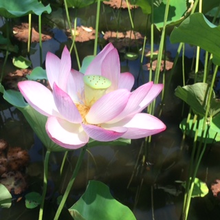 千秋公園の蓮 秋田 蕗だより 千秋公園の蓮 秋田 蕗だより