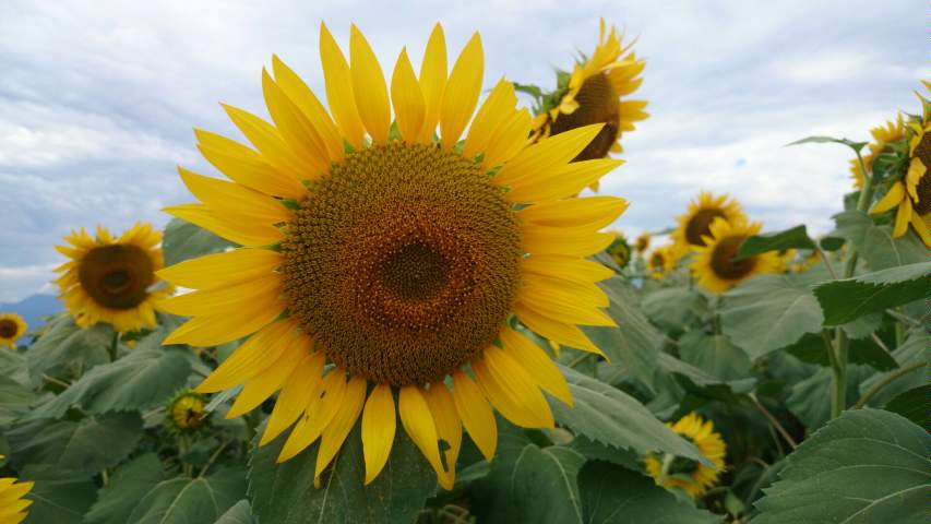 d0085018_9115527.jpg