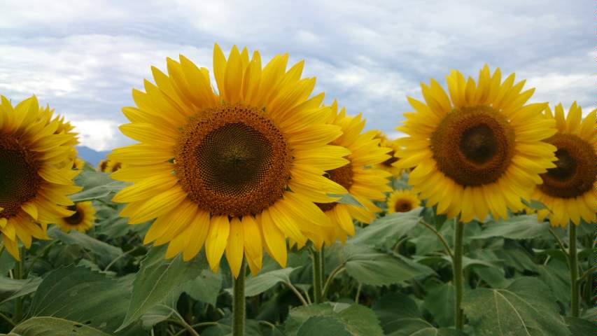d0085018_973423.jpg