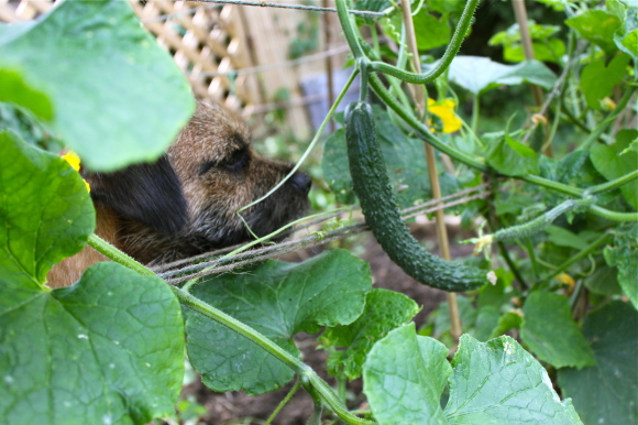 Leo ＆ 庭のお野菜たち　その２_f0346725_22115463.jpg