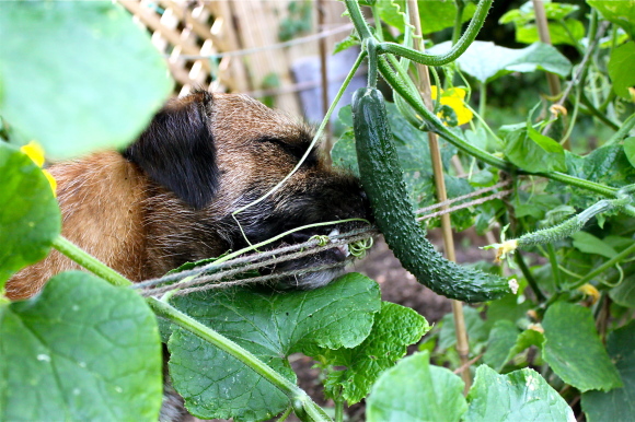 Leo ＆ 庭のお野菜たち　その２_f0346725_22154371.jpg