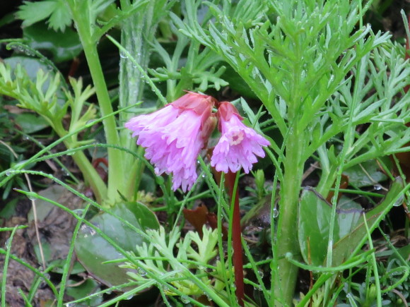 c0042929_11362859.jpg