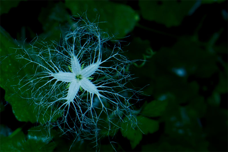 d0029829_8491164.jpg