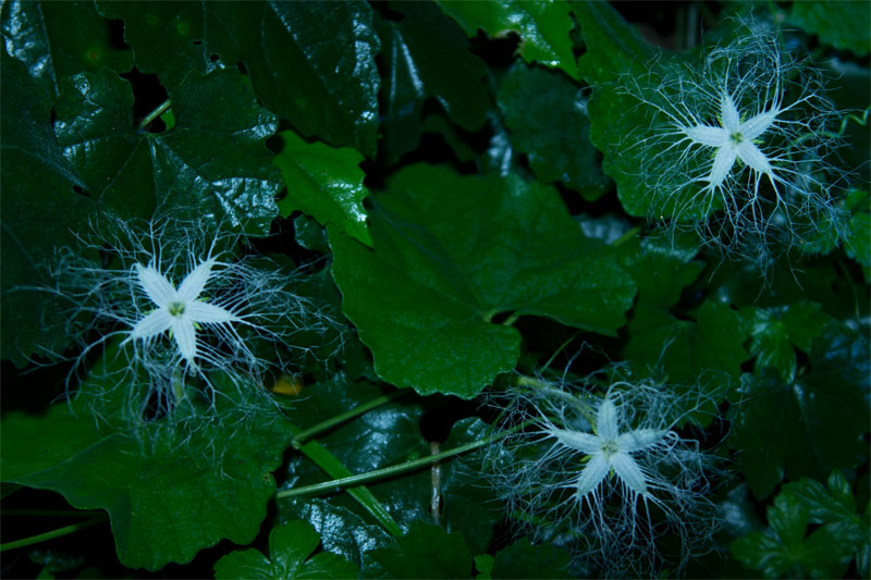 d0029829_849195.jpg