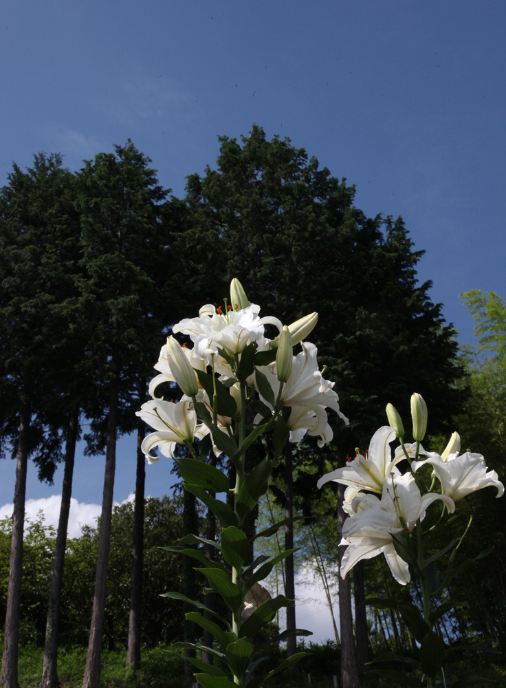 奈良市　高樋町（たかひちょう）　百合_c0108146_2152348.jpg