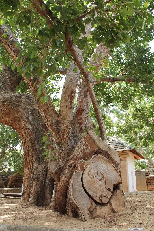 c0011649_620459.jpg