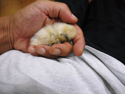 烏骨鶏のヒナ 母鳥に守られ 元気に成長中 水を飲むのもエサを食べるのも覚えました ｆｌｃパートナーズストア