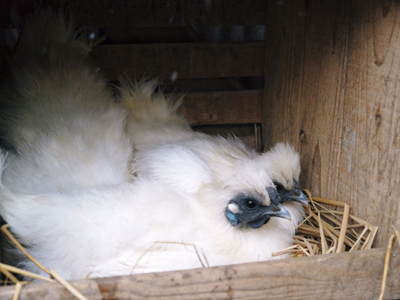 烏骨鶏のヒナ 母鳥に守られ、元気に成長中!!水を飲むのもエサを食べるのも覚えました_a0254656_14194383.jpg