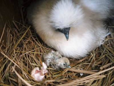 烏骨鶏のヒナ 母鳥に守られ、元気に成長中!!水を飲むのもエサを食べるのも覚えました_a0254656_14321466.jpg