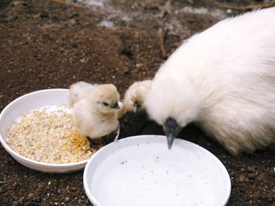 烏骨鶏のヒナ 母鳥に守られ、元気に成長中!!水を飲むのもエサを食べるのも覚えました_a0254656_14361146.jpg