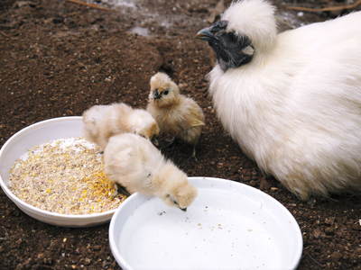 烏骨鶏のヒナ 母鳥に守られ、元気に成長中!!水を飲むのもエサを食べるのも覚えました_a0254656_14404118.jpg