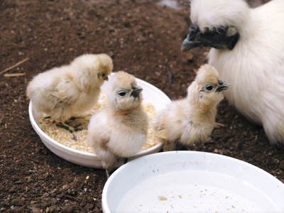 烏骨鶏のヒナ 母鳥に守られ、元気に成長中!!水を飲むのもエサを食べるのも覚えました_a0254656_14423539.jpg