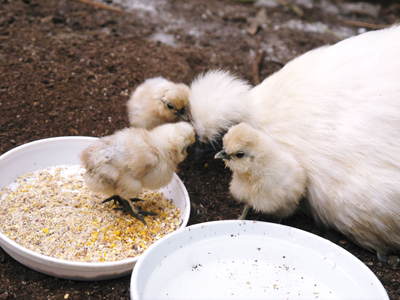 烏骨鶏のヒナ 母鳥に守られ、元気に成長中!!水を飲むのもエサを食べるのも覚えました_a0254656_14522127.jpg