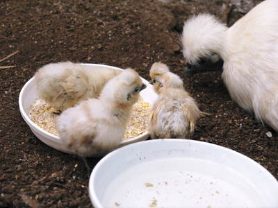 烏骨鶏のヒナ 母鳥に守られ、元気に成長中!!水を飲むのもエサを食べるのも覚えました_a0254656_14583546.jpg