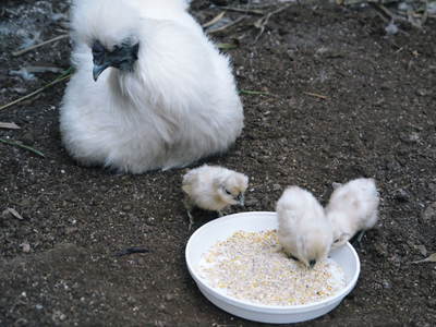 烏骨鶏のヒナ 母鳥に守られ、元気に成長中!!水を飲むのもエサを食べるのも覚えました_a0254656_151192.jpg