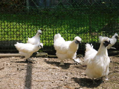 烏骨鶏のヒナ 母鳥に守られ、元気に成長中!!水を飲むのもエサを食べるのも覚えました_a0254656_1545094.jpg